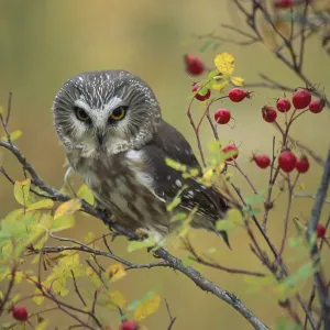Nördlicher Sägewitlinge Owle (Aegolius academics), an einem Wildrosenbusch sitzt. Britisch-Kolumbien Nördlicher Sägewitlinge Owle (Aegolius academics), an einem Wildrosenbusch sitzt. Britisch-Kolumbien