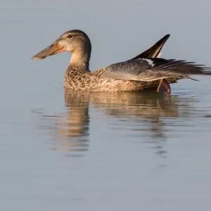 Nordlicher Schaufelente (Anas clypeata), weiblich Strecken der Flügel auf dem Wasser in den Oostvaardersplassen Nordlicher Schaufelente (Anas clypeata), weiblich Strecken der Flügel auf dem Wasser in den Oostvaardersplassen