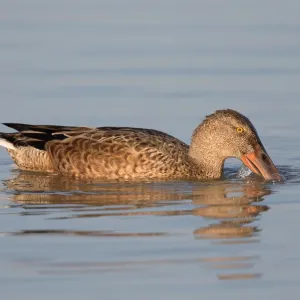 Nordischer Schaufuhrer (Anas clypeata), männlich Forstung in den Oostvaardersplassen, Niederlande Nordischer Schaufuhrer (Anas clypeata), männlich Forstung in den Oostvaardersplassen, Niederlande