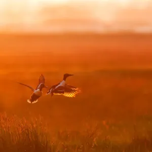 Zwei männliche Spatulakäfer (Spatula clypeata) fliegen über Grasland am Sonnenuntergang und kämpfen um Territorium, Augustinusga, Friesland, Niederlande - Ehrenmenzione in der Kategorie Vögel des Groene Camera 2022 Foto-Wettbewerbs