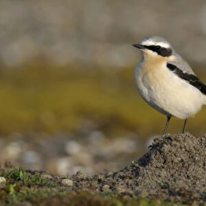 Northern Wheatear (Oenanthe oenanthe) on mole hill, Noord-Holland, The Netherlands