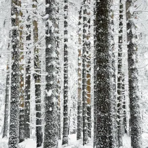 Nordamerikanische Tanne im Schnee auf dem Brocken im Harz, Deutschland Nordamerikanische Tanne im Schnee auf dem Brocken im Harz, Deutschland