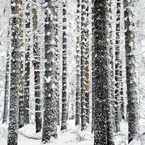 Norway Spruce (Picea abies) in snow, Brocken, Harz, Germany