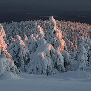 Norway Spruce(Picea abies) forest in snow at sunset, Brocken, Harz, Germany
