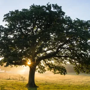 Arbol de roble (Quercus robur) al amanecer, Ashdown Forest, Sussex, Reino Unido. Arbol de roble (Quercus robur) al amanecer, Ashdown Forest, Sussex, Reino Unido.