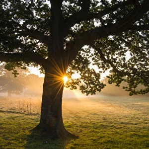 Oak tree (Quercus robur) at sunrise, Ashdown Forest, Sussex, United Kingdom