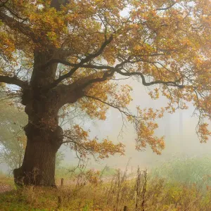 An old Oak tree (Genus Quercus) with autumn leaves in mist, Hof van Twente, Delden An old Oak tree (Genus Quercus) with autumn leaves in mist, Hof van Twente, Delden