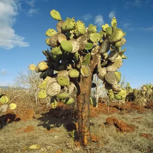Opuntia (Opuntia echios) cactus Galapagos Islands National Park, Ecuador Opuntia (Opuntia echios) cactus Galapagos Islands National Park, Ecuador