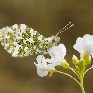 Orange Tip male (Anthocharis cardamines) resting on a Cuckoo Flower (Cardamine pratensis) Orange Tip male (Anthocharis cardamines) resting on a Cuckoo Flower (Cardamine pratensis)