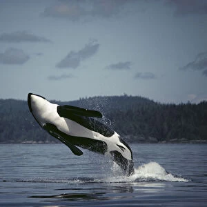 Orca (Orcinus orca) male breaching, Johnstone Strait, British Columbia, Canada