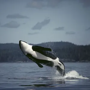 Wale (Orcinus orca), männliches Bruch durchbrechend in Johnsontal, Britisch-Kolumbien Kanada Wale (Orcinus orca), männliches Bruch durchbrechend in Johnsontal, Britisch-Kolumbien Kanada