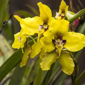 Orchid (Cyrtochilum macranthum) flowers, Cayambe Coca Ecological Reserve, Ecuador Orchid (Cyrtochilum macranthum) flowers, Cayambe Coca Ecological Reserve, Ecuador