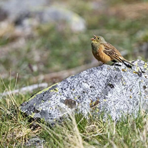 Ortolan Bunting (Emberiza hortulana) male singing on top of a rock, Sierra de Gredos