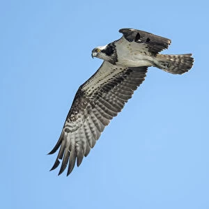 Osprey (Pandion Haliaetus) fly-by in the Netherlands, looking at camera, IJssel, Kampen