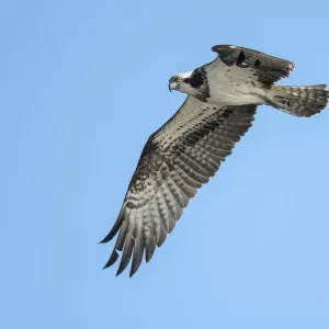 Seeschwalbe (Pandion Haliaeus), Flugvorbei im Niederlande, auf die Kamera schaut. IJssel - Kampen