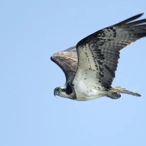 Seeschwalbe (Pandion Haliaeus), fliegt gegen einen blauen Himmel und schaut in die Kamera,IJssel