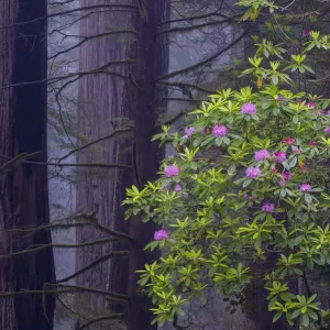 Pacific Rhododendron (Rhododendron macrophyllum) flowering in old growth Coast Redwood Pacific Rhododendron (Rhododendron macrophyllum) flowering in old growth Coast Redwood