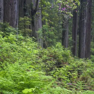 Pazifischer Rhodoschattenblüher (Rhododendron macrophyllum) blüht im alten Wuchs des Pazifik-Knoblauches Pazifischer Rhodoschattenblüher (Rhododendron macrophyllum) blüht im alten Wuchs des Pazifik-Knoblauches