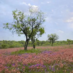 Paintbrush (Castilleja sp) and Pointed Phlox (Phlox cuspidata) flowers, Texas