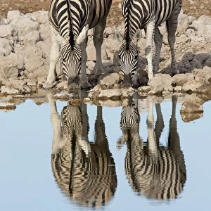 Pair of Burchellaes Zebra (Equus quagga burchellii) standing at wateraes edge to drink with