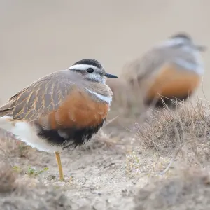 A pair of Eurasian Dotterels (Charadrius morinellus) standing in the dunes