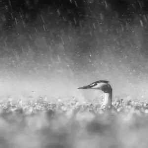 Verzweifeltes Erwachsenes Great Crested Grebe (Podiceps cristatus) auf dem Wasser während eines schweren Regenssturms, verzweiflungsvoll nach seinem Jungtier suchend, Noord-Brabant, Niederlande - Gewinner in der Kategorie Schwarz-Weiß bei der Groene Camer