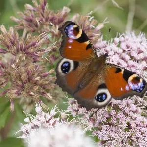Peacock Butterfly (Inachis io) feeding on nectar from Hemp Agrimony