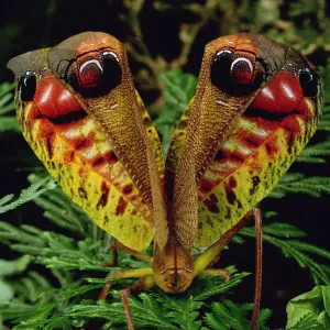 Scharlachkäferkatze (Pterochroza ocellata), mit wechselnden, falschen Augenspotten im Verteidigungsstand Scharlachkäferkatze (Pterochroza ocellata), mit wechselnden, falschen Augenspotten im Verteidigungsstand