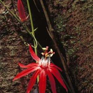 Perfumed Passion Flower (Passiflora vitifolia) flower, tropical Mesoamerica Perfumed Passion Flower (Passiflora vitifolia) flower, tropical Mesoamerica
