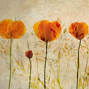 Photographic impression of Red Poppy flowers