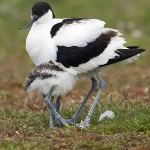 Pied Avocet (Recurvirostra avosetta) chick hiding underneath parent, Texel, Noord-Holland
