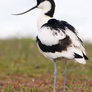 Pied Avocet (Recurvirostra avosetta) de pie, Texel, Noord-Holland, Países Bajos.