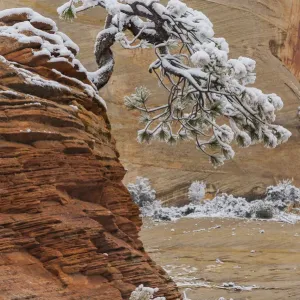 Pine (Pinus sp) tree on sandstone, Zion National Park, Utah Pine (Pinus sp) tree on sandstone, Zion National Park, Utah