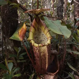 Sumpfblume der Gattung Nepenthes, Malaysia Sumpfblume der Gattung Nepenthes, Malaysia
