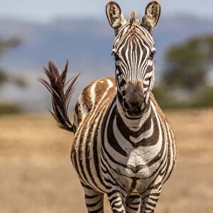 Plains Zebra (Equus quagga) adult female flicking tail while standing in midday sun