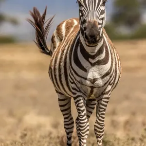 Graszebra (Equus quagga), erwachsene weibliche, schlägt mit dem Schwanz hin und stand im Mittagslicht auf