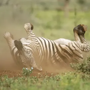 Weiten Zebraschaf (Equus quagga), erwachsene Tierchen auf dem Rücken zu rollend und sich in einem Staubbad abtrocknende