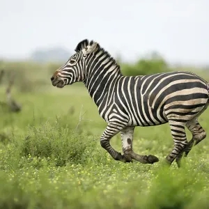 Weite Zebraschwein (Equus quagga), erwachsene Laufposition im Krüger-Nationalpark in der Provinz Limpopo Südafrika