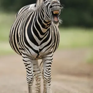 Graszebra (Equus quagga), erwachsene Gähnenbewegung im Krüger-Nationalpark in der Provinz Mpumalanga Südafrika