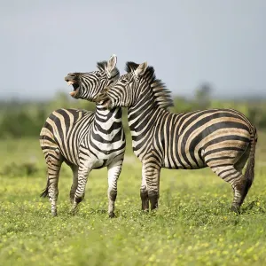 Gras-Pferd (Equus quagga), zwei Erwachsene interagieren im Krüger-Nationalpark in der Provinz Limpopo