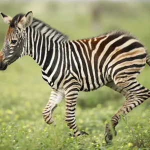 Gras-Brandbüffel (Equus quagga)-Kalb läuft, Kruger-Nationalpark, Provinz Limpopo Südafrika