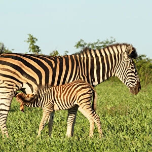 Plains Zebra (Equus quagga), a foal suckling from its mother, South Africa, Limpopo