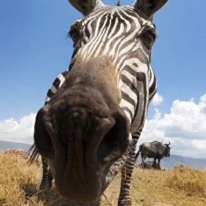 Plains Zebra (Equus quagga) grazing on the plain in the Ngorongor crater, from groundlevel, close up looking into the camera, Ngorongoro crater national park, Tanzania, Ngorongoro crater national park, Tanzania