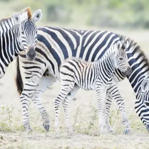 Gras-Strickhirtzügner Mutter und Kalb auf Savanne im Kruger Nationalpark