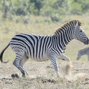 Plains Zebra (Equus quagga) running on savanna, Kruger National Park, South Africa