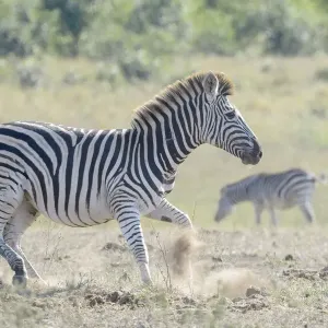 Gras-Pferd (Equus quagga), läuft auf der Savanne im Krüger-Nationalpark in Südafrika