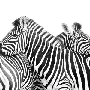 Zwei Plattenzebras (Equus quagga) benutzen sich gegenseitig die Rücken, um ihre Köpfe zu ruhen
