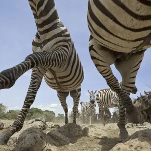 Steppezebrae (Equus quagga), die über felsigen Boden laufen, mit Wildschwein