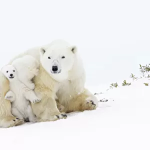 Polar bear mother (Ursus maritimus) getting up on tundra, with two new born cubs playing