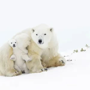 Die Mutter des Eisbären (Ursus maritimus), steigt auf dem Tundraboden mit zwei neuen geborenen Küten und spielt Die Mutter des Eisbären (Ursus maritimus), steigt auf dem Tundraboden mit zwei neuen geborenen Küten und spielt